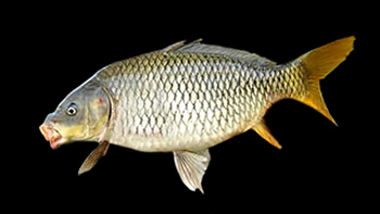 Pesca de Carpa (Cyprinus carpio)