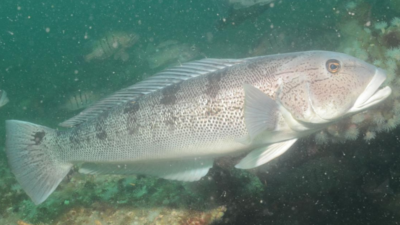 Pesca de Falso salmón (Pseudopercis semifasciata)