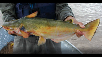 Pesca de Manduvá en Chaco