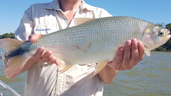 Pesca de Pirá pitá en Chaco