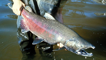 Pesca de Salmón Chinook en Río Negro
