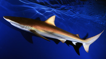 Pesca de Tiburón bacota en Tierra del Fuego