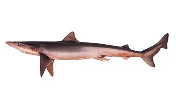 Pesca de Tiburón cazón (Galeorhinus galeus)