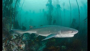 Pesca de Tiburón gatopardo en Río Negro