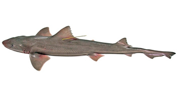 Pesca de Tiburón gatuzo en Río Negro