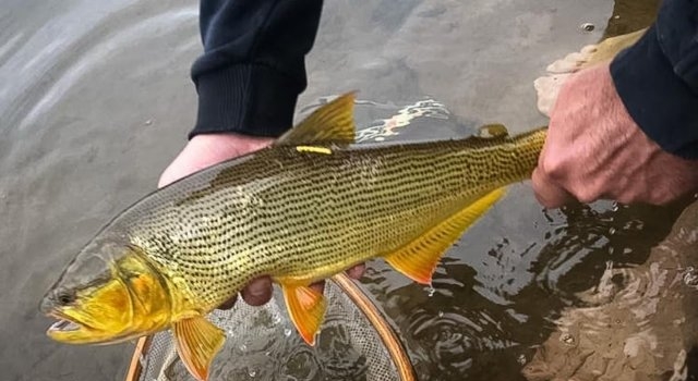Recuperaron un pez mítico en el río más caudaloso de Córdoba: ahora lo amenaza la pesca