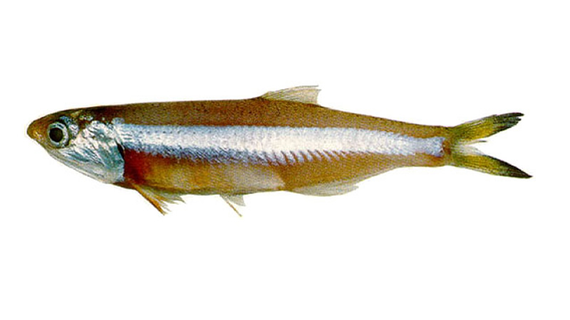 Pesca de Anchoa (Pomatomus saltarix)