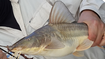 Pesca de Bagre blanco en Chubut