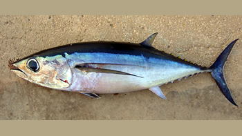 Pesca de Bonito en Chubut