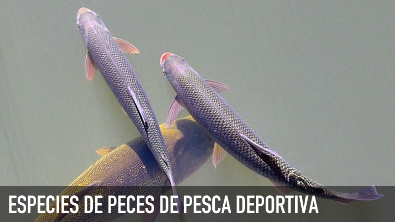 Especies de peces de pesca deportiva en Argentina