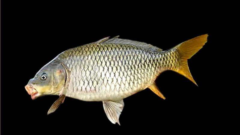 Pesca de Carpa (Cyprinus carpio)