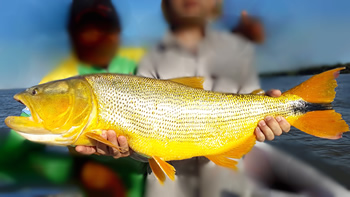 Pesca de Dorado en Argentina