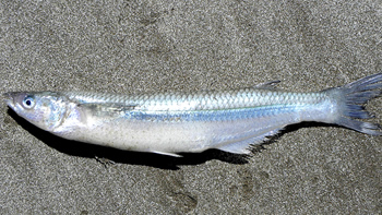 Pesca de Pejerrey de mar (Odontesthes argentinensis)