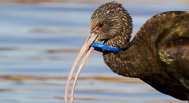 Un cuadro muy preocupante en el río Paraná