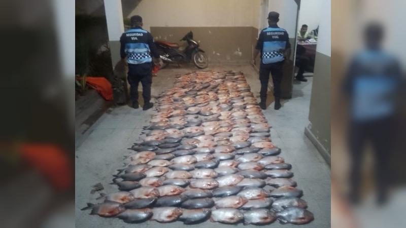 Pesca Ilegal: Casi 300 ejemplares de Pacú decomisados