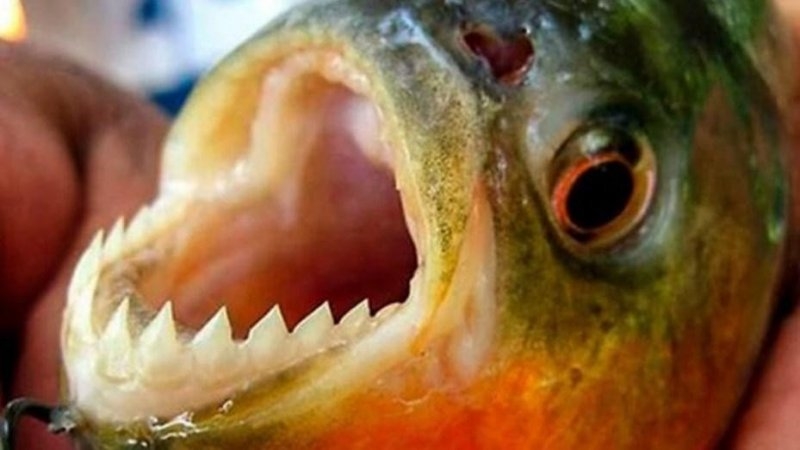 Ataque de palometas en el Paraná: una nadadora sufrió mordeduras mientras entrenaba en Rosario