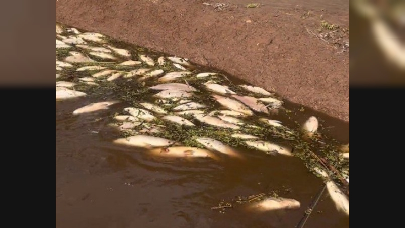 Mortandad masiva de peces en el río Carcarañá