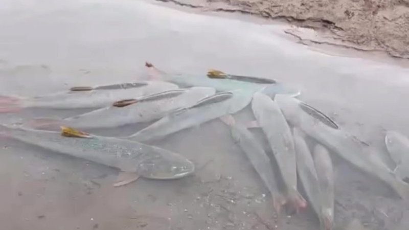 Matanza de dorados en Termas de Río Hondo