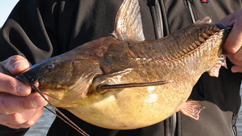 Pesca de Armado en Salta