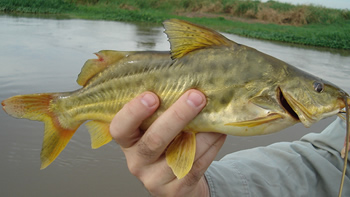 Pesca de Bagre amarillo (Pimelodus maculatus)