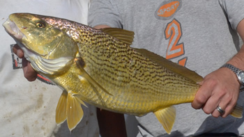 Pesca de Corvina rubia en Chubut