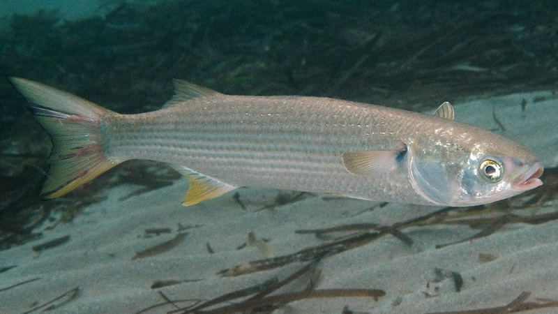 Pesca de Lisa (Mugil platanus)