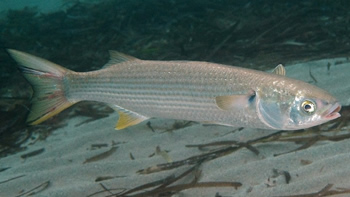 Pesca de Lisa en Corrientes