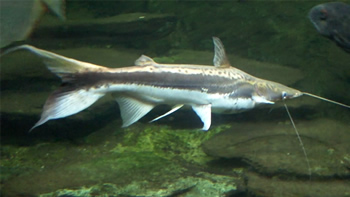 Pesca de Manduví o Manduvé Cucharón en Corrientes