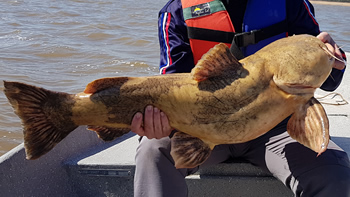 Pesca de Manguruyú en Chaco