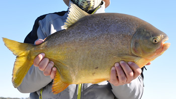 Pesca de Pacú en Salta