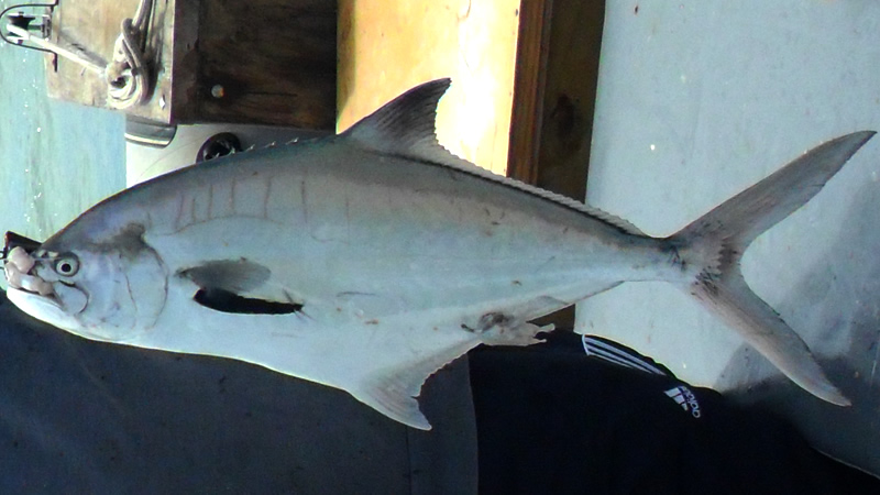 Pesca de Palometa de mar (Parona signata)