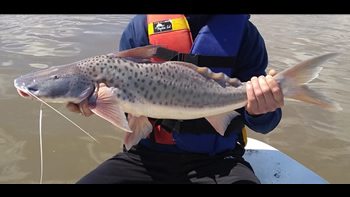 Pesca de Patí en Corrientes