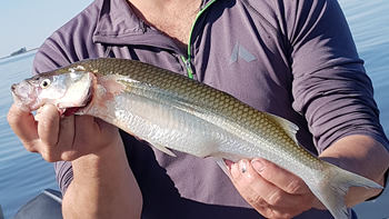 Pesca de Pejerrey o Matungo en Catamarca