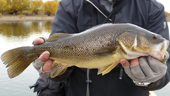 Pesca de Perca en Catamarca