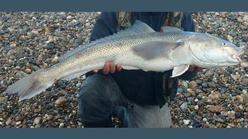 Pesca de Róbalo en Chubut