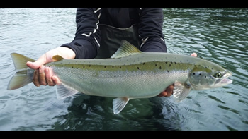 Pesca de Salmón encerrado en Río Negro