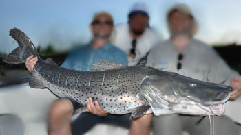 Pesca de Surubí pintado (Pseuplatystoma coruscans)