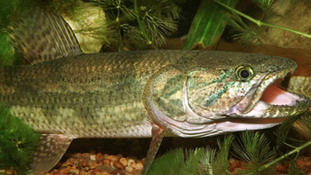 Pesca de Tararira o Tarucha
 en Catamarca