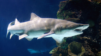 Pesca de Tiburón escalandrún en Chubut