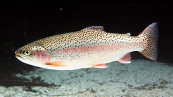 Pesca de Trucha arco iris o plateada en Chubut