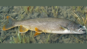 Pesca de Trucha de lago en Chubut