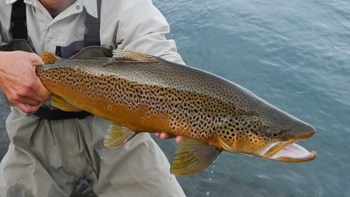 Pesca de Trucha marrón en Argentina